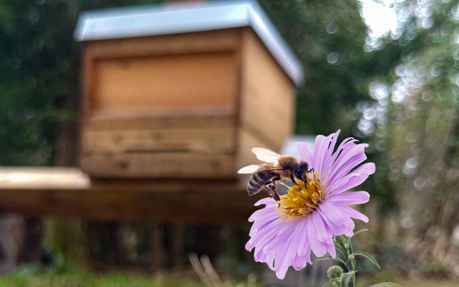 Lehrbienenstand in Hohengatow