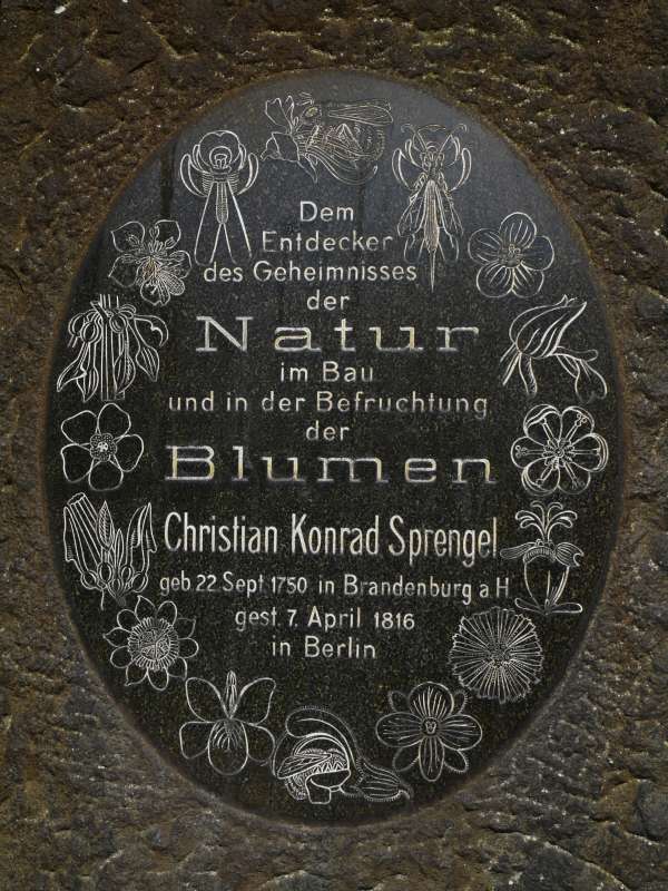 Gedenkstein für Ch.K. Sprengel, Botanischer Garten Berlin, Hauptgang