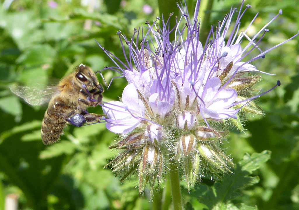 Biene mit Phacelia-Pollen